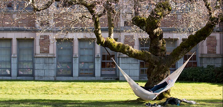 The cherry blossoms are starting to bloom on a sunny day in the Quad at the University of Washington, Seattle. March 12th, 2014 Katherine B. Turner/UW Marketing